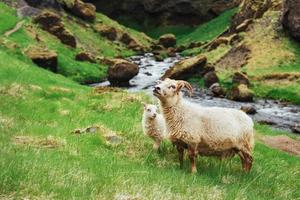 la pecora islandese. viste fantastiche cascata nel parco nazionale foto