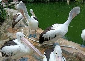 natura video. un' gregge di pellicani nel un' stagno a il zoo foto