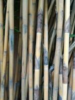 un' paesaggio Visualizza di bambù albero foto