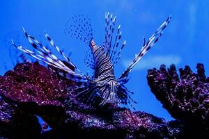 pesce pesce leone - zebra, pterois volitans foto