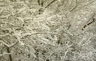 inverno paesaggio nel un' innevato parco dopo un' pesante bagnato nevicata. un' di spessore strato di neve bugie su il rami di alberi foto