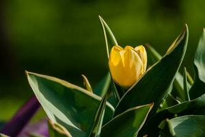 macro di giallo tulipani su un' sfondo di verde erba foto