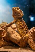 bellissimo lucertola barbuto agama, pogona vitticeps foto