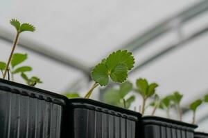 idroponica è il tecnica di in crescita impianti utilizzando un' a base d'acqua nutriente soluzione piuttosto di suolo. foto