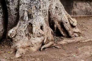 il radici di un' albero siamo mostrato nel Questo foto