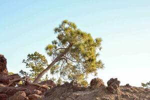 un' solitario albero sta su superiore di un' roccioso collina foto