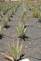 Agave impianti nel il campo foto