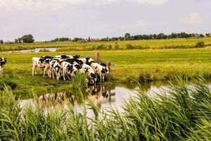 mucche potabile acqua a partire dal un' stagno nel il mezzo di un' campo foto