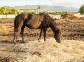 un' cavallo mangiare fieno nel un' campo foto