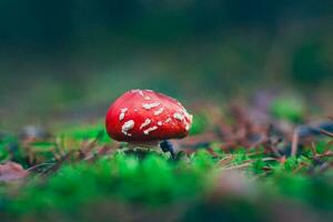 giovane amanita muscaria, conosciuto come il volare agarico o volare amanita. guarigione e medicinale fungo con rosso berretto in crescita nel foresta. può essere Usato per micro dosaggio, spirituale pratiche e sciamano rituali foto