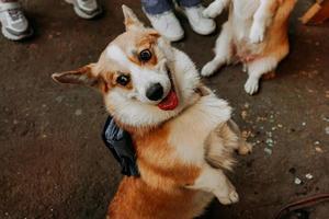 un bel cane corgi. animale domestico felice, ritratto di un corgi d'oro foto