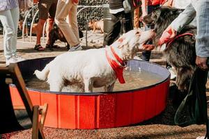 grande cane bianco si bagna in una piscina per cani. giornata di sole estivo foto