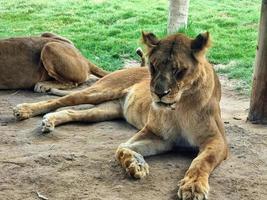 leone femmina chiuse gli occhi foto