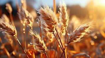 ai generato d'oro giallo naturale orecchie di asciutto Grano per pane produzione, agricoltura cibo e eco cibo foto