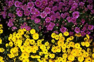 bellissimo crisantemo cespugli giallo e magenta colori foto