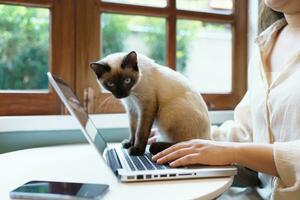 animali gatto recitazione piace un' umano. gatto Lavorando a il computer portatile computer foto