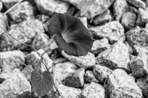 fotografia su tema bellissimo selvaggio in crescita fiore petunia su sfondo prato foto