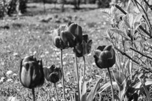 fiore di bellezza selvaggia con nettare che fiorisce nella campagna del campo foto