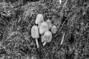 fotografia per tema grande bellissimo velenoso fungo nel foresta su le foglie sfondo foto