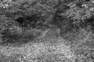 fotografia su tema bellissimo sentiero nel selvaggio fogliame bosco foto