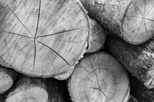 bella frattura di legno vecchia quercia, struttura naturale da vicino foto