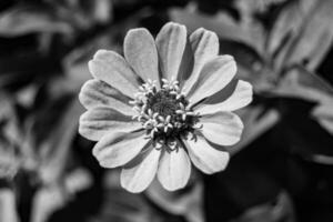 bellissimo selvaggio in crescita fiore zinnia elegans su sfondo prato foto