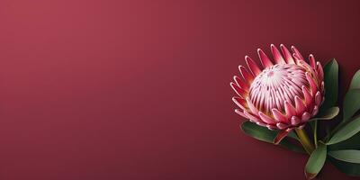 ai generato tropicale rosa protea fiore su un' buio rosa sfondo. elegante sfondo, spazio per testo foto