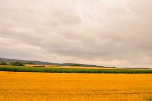 un' campo di giallo Grano sotto un' nuvoloso cielo foto