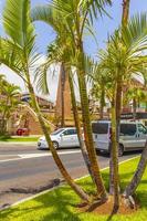tenerife, spagna 2014- palme, palme da cocco per le strade e resort sulle isole canarie tenerife, africa foto