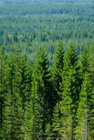 un' foresta di sempreverde alberi nel il montagne foto