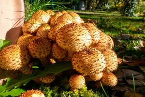 parecchi funghi chiamato schüppling su un' mucchio illuminato di luce del sole nel il mezzo di verde impianti in crescita qui vicino. foto