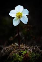 helleborus niger fiore bianco