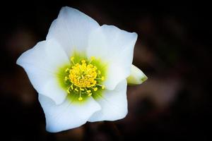 helleborus niger fiore bianco foto