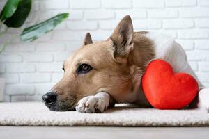 cane Tenere rosso cuore, dire bugie su tappeto a casa foto