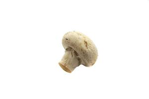 un' fungo, isolato su bianca sfondo. il scientifico nome è agaricus bisporo. esso è il specie di commestibile fungo maggior parte Usato per cucinando. foto