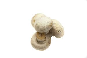 totale funghi , isolato su bianca sfondo. scientifico nome è agaricus bisporo. esso è il maggior parte comunemente Usato commestibile fungo specie per cucinando foto