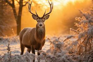 ai generato rosso cervo cervus elafo nel inverno, UK, rosso cervo cervus elafo nel inverno a Alba, ai generato foto