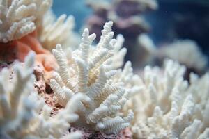 ai generato bellissimo corallo su il parte inferiore di il mare, avvicinamento, avvicinamento di un' bellissimo bianca corallo con superficiale profondità di campo, ai generato foto