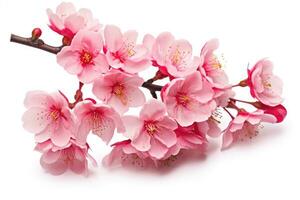 ai generato ciliegia fiorire sakura fiore isolato su bianca sfondo ritagliare, ciliegia fiorire sakura isolato su un' bianca sfondo con un' ritaglio sentiero, ai generato foto