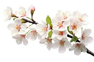ai generato ciliegia fiorire su bianca sfondo, ciliegia fiorire su bianca sfondo, ciliegia fiorire con verde le foglie isolato su un' bianca sfondo, ai generato foto