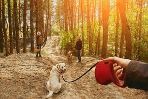 il ragazza su un' guinzaglio conduce un' labrador cane, quale giri in giro e sembra in il telecamera. foto