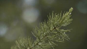 avvicinamento Visualizza di il verde fresco aghi di larice coperto con gocce di rugiada. azione filmato. bellissimo macro di il larice albero foto