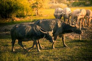 asiatico bufalo pascolo su il erba nel il mattina nel rurale Tailandia, tailandese bufalo foto