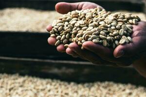 verde caffè fagioli, agricoltori mano Tenere asciutto caffè fagioli, agricolo e industriale concetto. foto