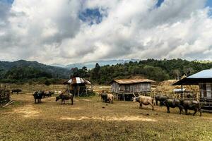 asiatico bufalo pascolo su il erba nel il mattina nel rurale Tailandia, tailandese bufalo foto