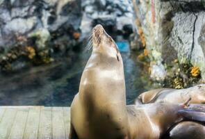 mare leoni aumentare testa foto