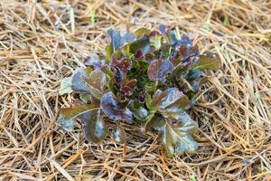 rosso quercia lattuga in crescita nel giardino foto