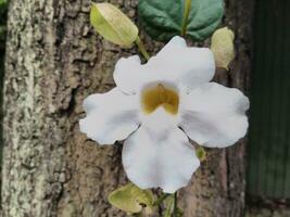 il bianca tunbergia grandiflora fiorito con bellissimo sospeso nel il giardino.questo fiore quello è spesso Usato come un' siepe pianta fioriture nel il mattina e sera. foto