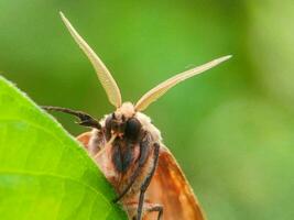 avvicinamento di farfalla su verde foglia foto