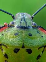avvicinamento di verde insetto occhio nel natura ambiente foto